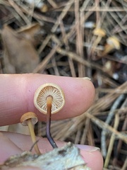 Gymnopus brassicolens