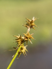 Carex echinata