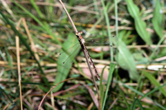 Lestes barbarus