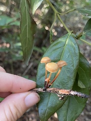 Gymnopus brassicolens