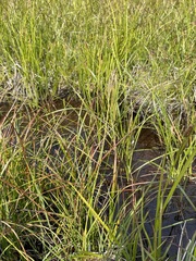 Carex kelloggii
