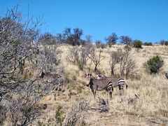 Equus zebra