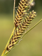 Carex kelloggii