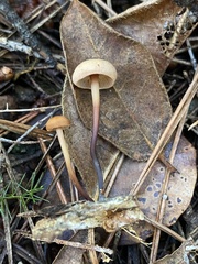 Gymnopus brassicolens