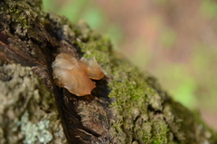 Auricularia