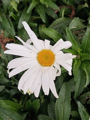 Leucanthemum vulgare