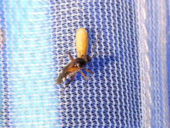 Eustictus