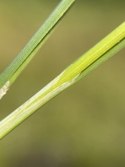 Carex kelloggii