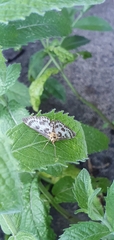Anania hortulata