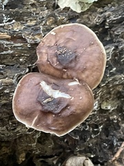 Pluteus cervinus