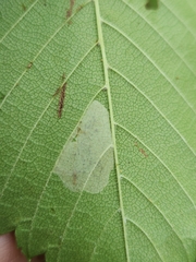 Phyllonorycter argentinotella