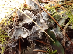 Peltigera extenuata