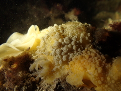 Doris verrucosa