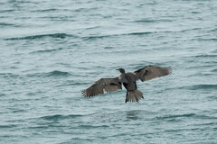 Phalacrocorax capillatus