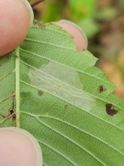 Phyllonorycter argentinotella
