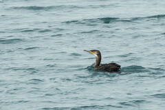 Phalacrocorax capillatus