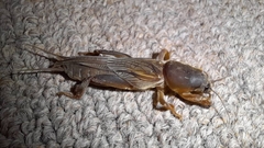 Gryllotalpa africana