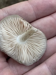 Pluteus cervinus