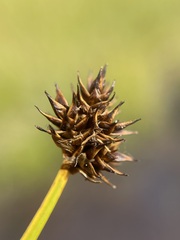 Carex illota
