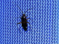 Eustictus