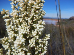 Erica leucanthera
