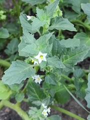 Solanum physalifolium nitidibaccatum