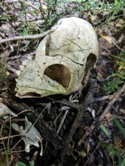 Chlorocebus pygerythrus pygerythrus