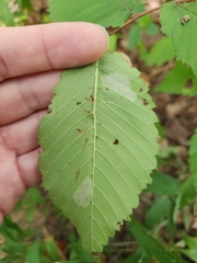 Phyllonorycter argentinotella