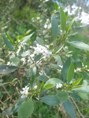 Myoporum petiolatum