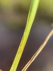 Carex illota