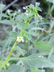 Solanum physalifolium nitidibaccatum