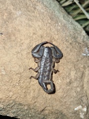 Hadogenes trichiurus