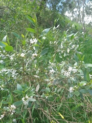 Myoporum petiolatum