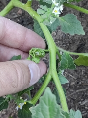 Solanum physalifolium nitidibaccatum
