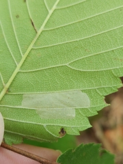 Phyllonorycter argentinotella