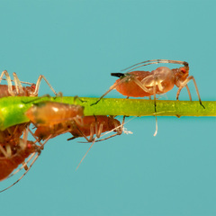 Macrosiphum rosae