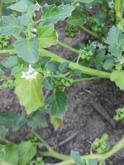 Solanum physalifolium nitidibaccatum