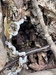 Auricularia mesenterica