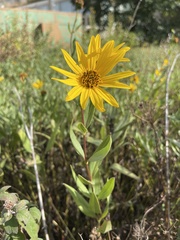 Helianthus pauciflorus