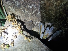 Chondrodactylus bibronii