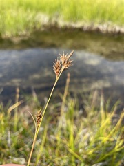Carex luzulina