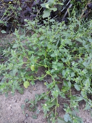 Solanum physalifolium nitidibaccatum
