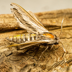 Sphinx vanbuskirki