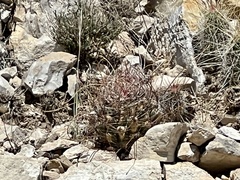 Hamatocactus hamatacanthus