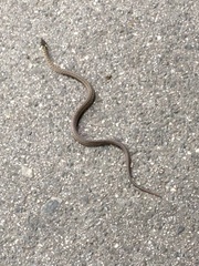 Zamenis longissimus