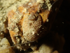 Emarginula rosea