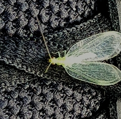 Apertochrysa edwardsi