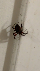 Neoscona domiciliorum