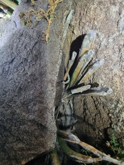 Chondrodactylus bibronii