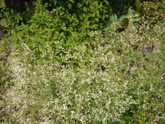Parthenium hysterophorus
